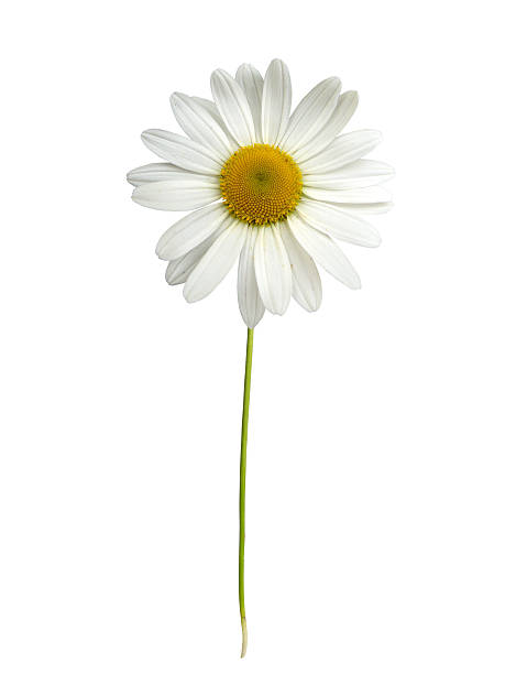 white daisy with stem - asteroideae stockfoto's en -beelden