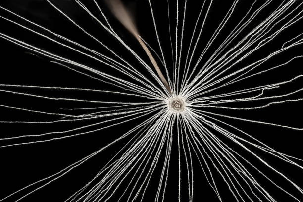 White dandelion - Taraxacum species - head seeds, white pappus fiber with barbs close up on black background. Microscope detail, image width 9mm stock photo
