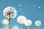 istock White dandelions with seeds flying away on a blue sky background. 1369821618