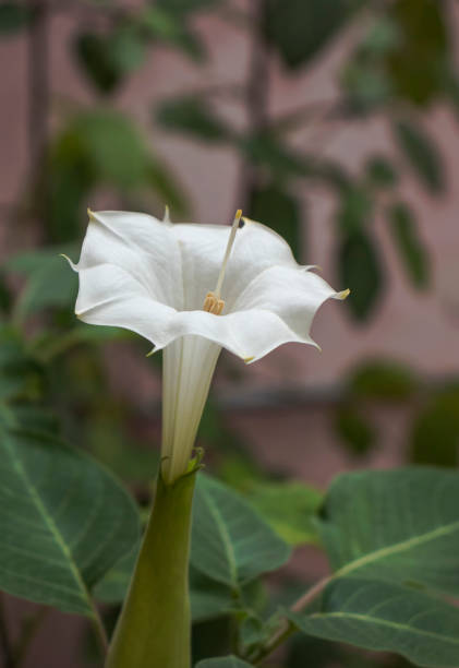 White Datura flower (Thorn apple) White Datura flower (Thorn apple) angel's trumpet flower stock pictures, royalty-free photos & images