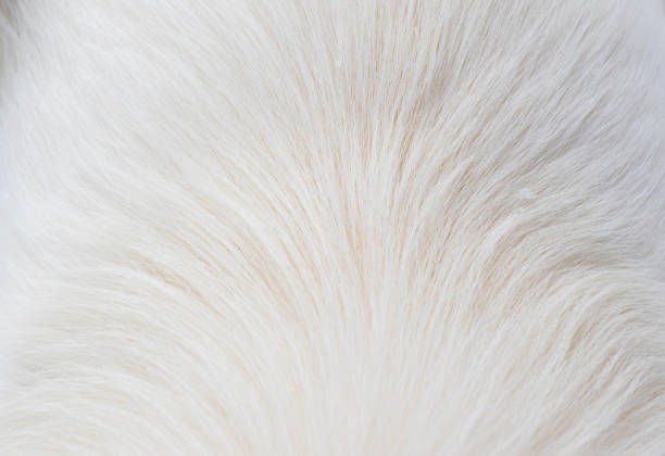 White dog fur stock photo