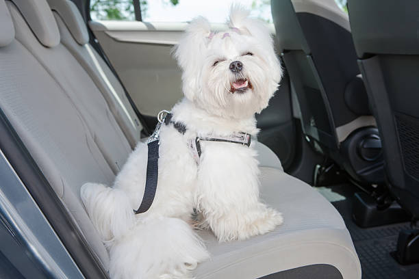 A white dog in the backseat of a car Small dog maltese sitting safe in the car on the back seat in a safety harness animal harness stock pictures, royalty-free photos & images