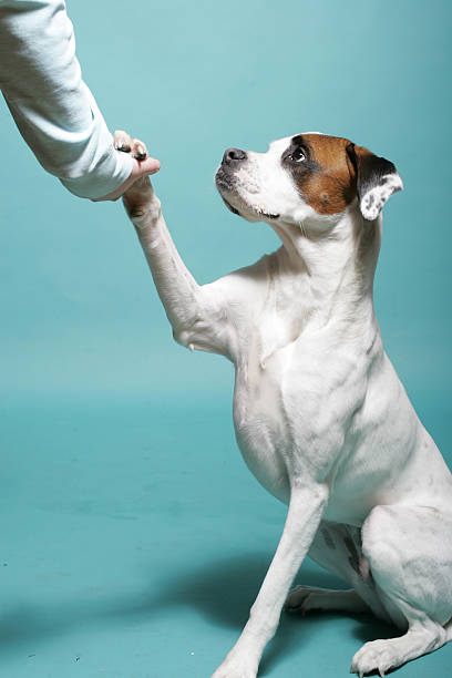 White dog shaking paw stock photo