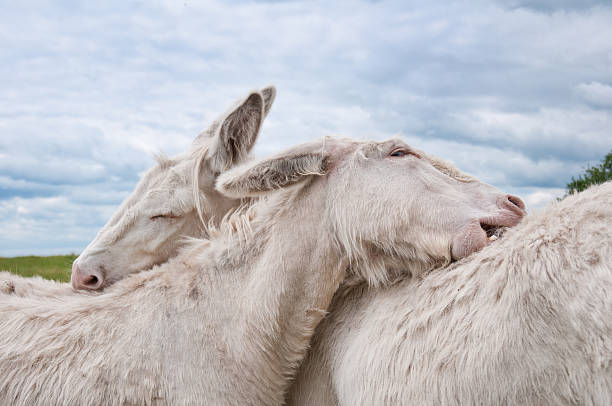 white donkey pair grooming white donkey pair grooming donkey teeth stock pictures, royalty-free photos & images