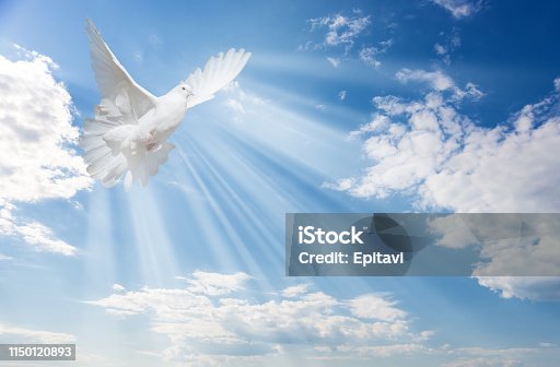 istock White dove against blue sky with white clouds 1150120893