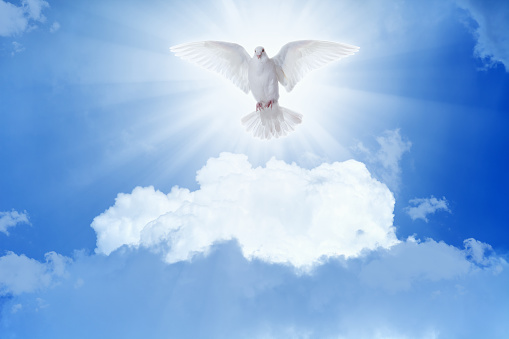 White Dove Flies In Skies Stock Photo - Download Image Now - iStock
