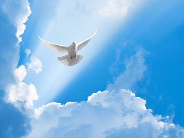 witte duif vliegend in de stralen van de zon tussen de wolken - duif stockfoto's en -beelden