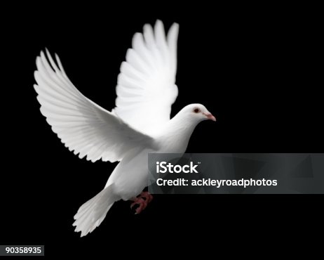 istock White Dove in Flight 1 90358935