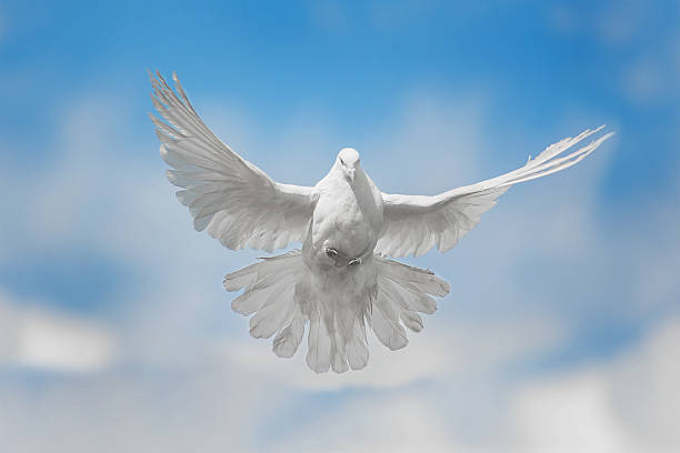 White dove is flying White dove flying against the blue sky with clouds dove bird stock pictures, royalty-free photos & images
