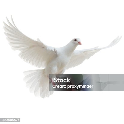 istock White Dove isolated 483585627