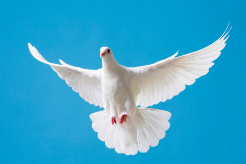 750+ White Pigeon Pictures | Download Free Images on Unsplash