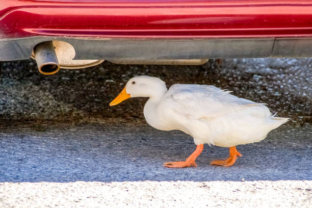 White duck is finding shelter underneath a car. stock photo