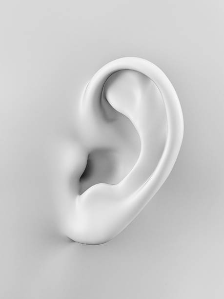 white ear 3d rendered illustration of a human ear human ear stock pictures, royalty-free photos & images