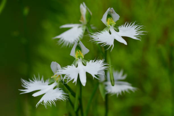 bunga egret putih / pecteilis radiata - pecteilis radiata potret stok, foto, & gambar bebas royalti