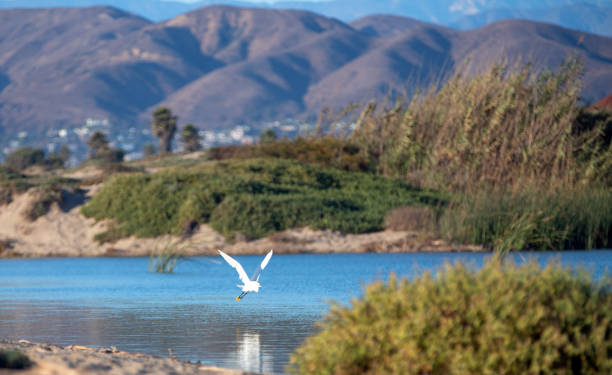 White Egret flying over the mouth of Santa Clara river at Ventura beach in California United States stock photo