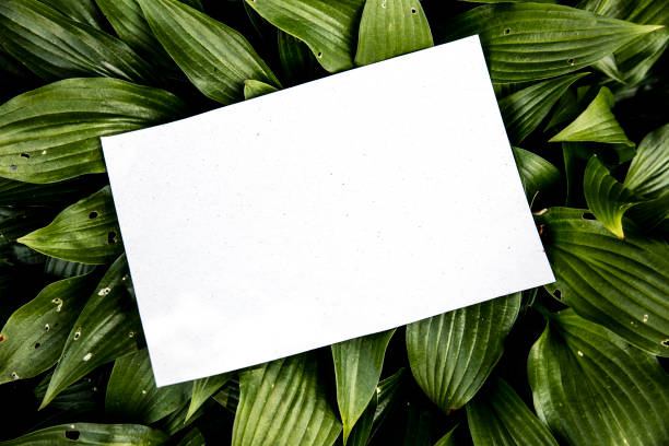 White empty leaf among green leaves stock photo
