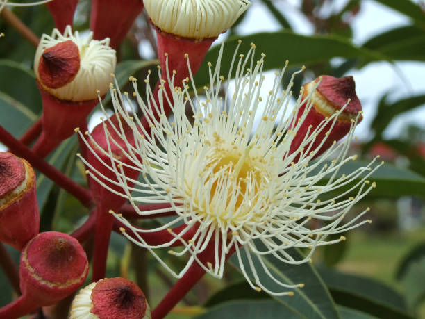 White Eucalyptus Flower stock photo