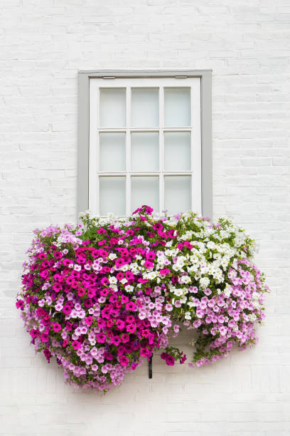 White facade with window and flowers in flower box stock photo