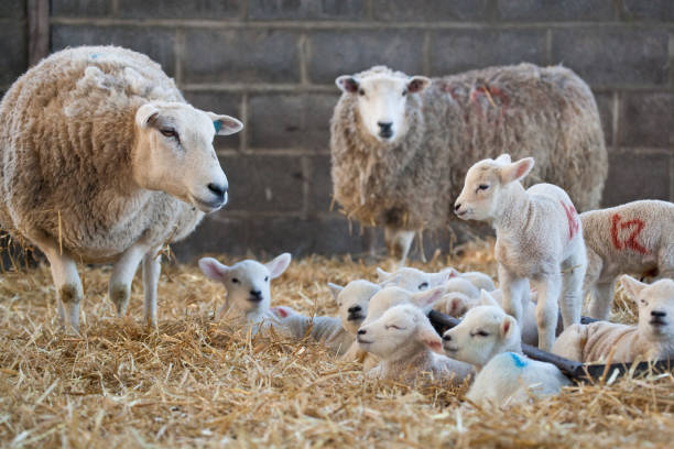 White faced new born lambs with ewes on a farm at lambing time in spring stock photo