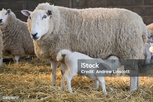 istock White faced new born Lleyn lamb on a farm 1281516717