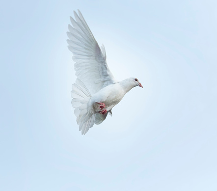 空中を飛んでいる白い羽伝書鳩鳥 - ストックフォト・写真素材...
