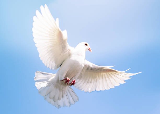 white feather pigeon bird flying against clear blue sky white feather pigeon bird flying against clear blue sky dove bird stock pictures, royalty-free photos & images