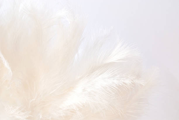 white feathers white feathers bristle animal part stock pictures, royalty-free photos & images