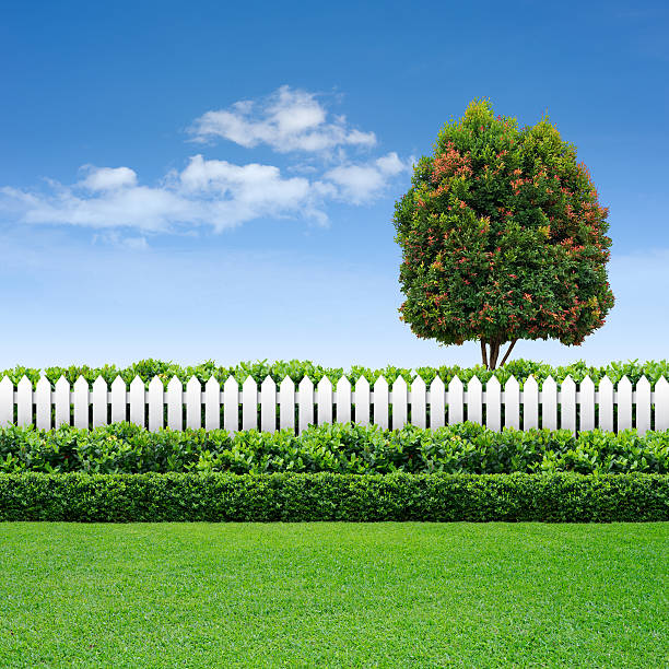 clôture blanche et haie sur ciel bleu avec arbre - haie jardin photos et images de collection