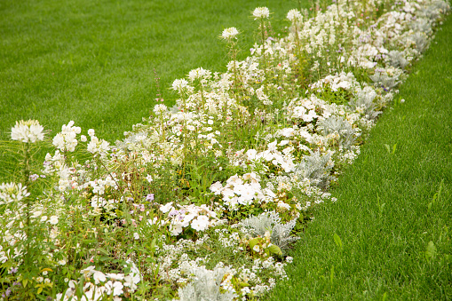 Weisser Blumengarten mit verschiedenen Pflanzen.