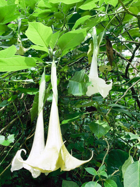 White Flower in Bukit Lawang Sumatra, Indonesia A white flower. High quality photo angel's trumpet flower stock pictures, royalty-free photos & images