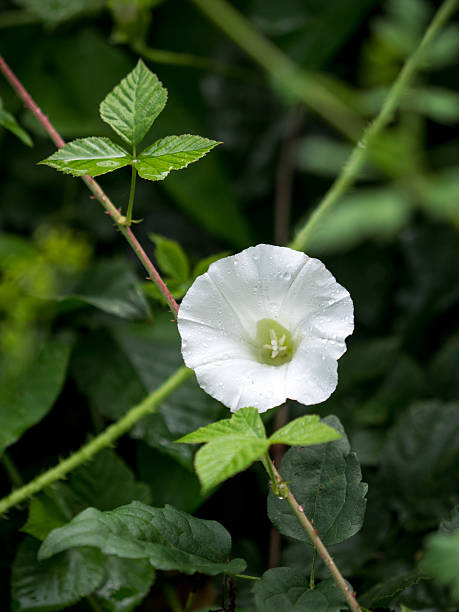 White flower in grass stock photo