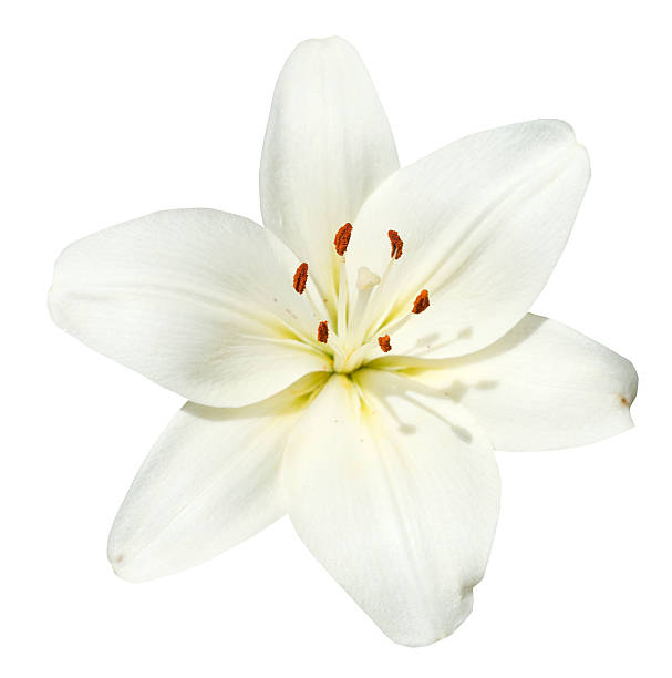 white flower lilium candidum isolated - lelie stockfoto's en -beelden
