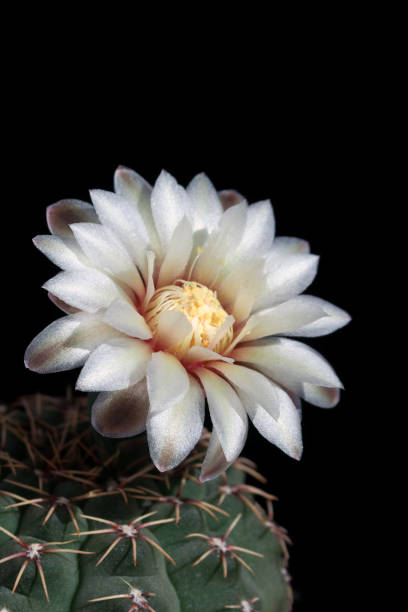 White flower of cactus gymnocalycium quehlianum on a black background (copy space) White flower of cactus gymnocalycium quehlianum on a black background (copy space) Gymnocalycium quehlianum stock pictures, royalty-free photos & images