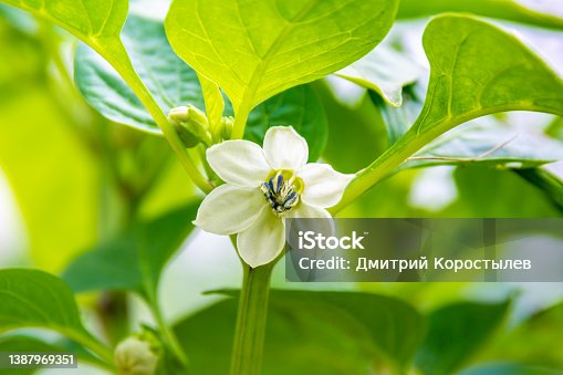 istock white flower of hot pepper blossomed for pollination and development of a piquant pod 1387969351