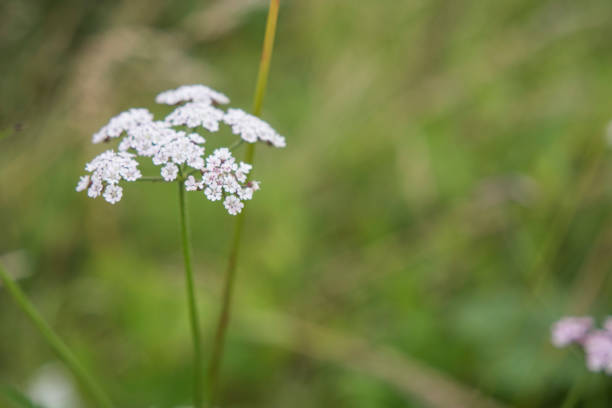 White Flower on Meadow stock photo