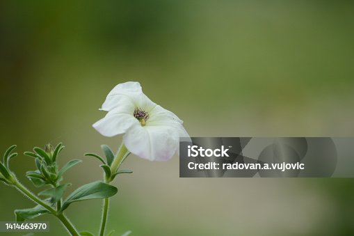 istock white flower 1414663970
