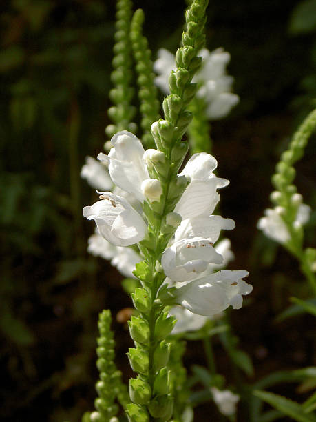 white flower stock photo