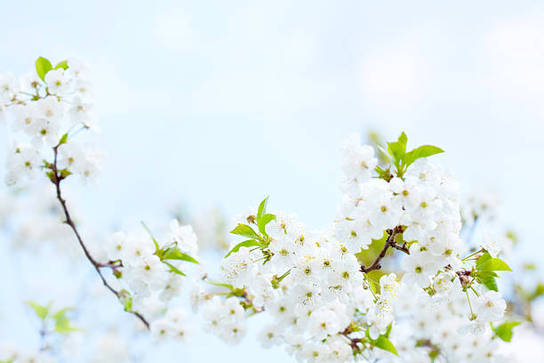 White flowers in blossom stock photo