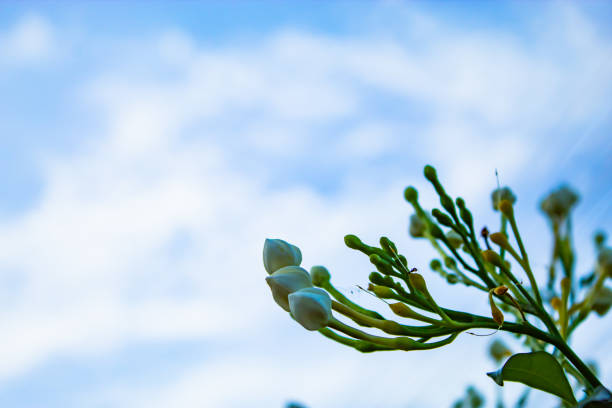 White flowers or Jasminum grandiflorum Linn on the sky. stock photo