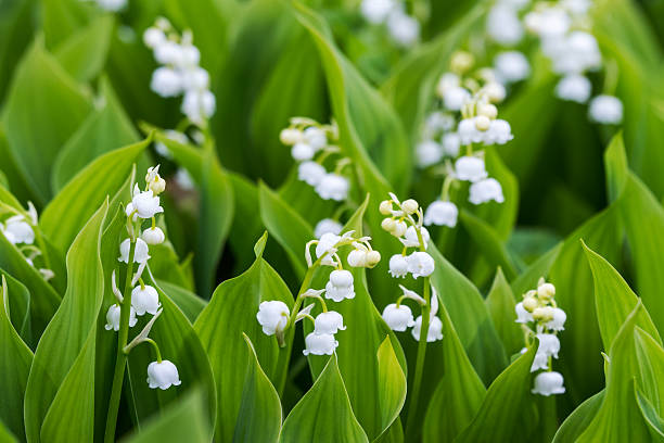 white flowers - lelietje van dalen stockfoto's en -beelden