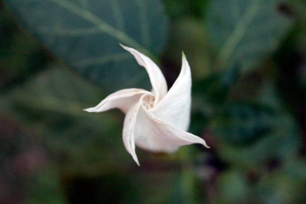 White fragrant trumpet-shaped datura,stramonium flower blooming in nature,copy space White fragrant trumpet-shaped datura,stramonium flower blooming in nature.also known as jimsonweed, devil's snare, moon flower, toloache, hell's bells, devil's or Jamestown weed, stink, tolguacha angel's trumpet flower stock pictures, royalty-free photos & images
