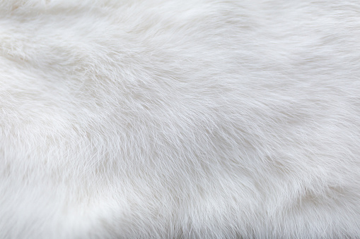 White fur background texture. Fluffy rabbit fur with idealistic structure of hairs for aesthetic and perfect design