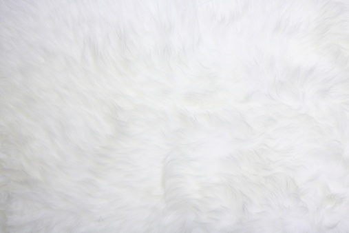 White fur useful for backgrounds or textures, good resolution