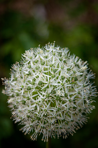 Close up image of a white globe thistle with an out of focus background