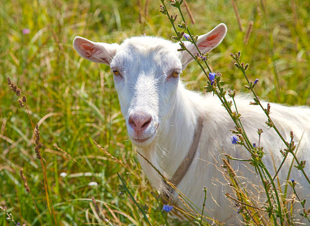 White goat stock photo