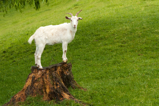 A white goat enjoys a raised view in North Island New Zealand