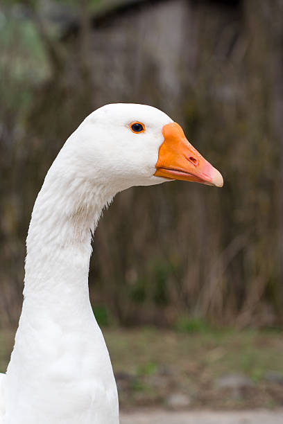 White goose head stock photo