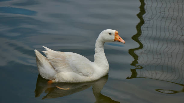 A white goose swiming A white goose swiming in lake bills saints stock pictures, royalty-free photos & images