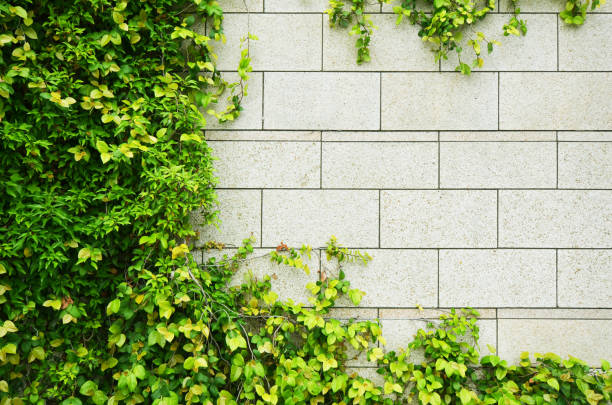white granite block wall overgrown with green ivy plants stock photo