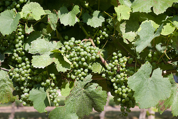 White Grape Clusters on Vine stock photo